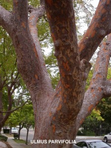 Ulmus parvifolia - bark